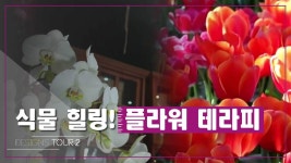 식물 힐링! 플라워 테라피 [디자인스 투어 시즌2] 9회 - kakaoTV 식물 힐링! 플라워 테라피 [디자인스 투어 시즌2] 9회