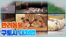 반려동물 구토 시 대처법 [쳇 닥터스 시즌2] 8회 - kakaoTV 반려동물 구토 시 대처법 [쳇 닥터스 시즌2] 8회