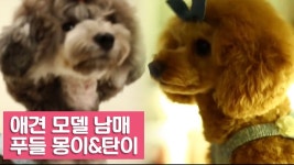 강아지를 부탁해] 1회 - kakaoTV 애견 모델 남매, 푸들 몽이와 탄이 [여자친구! 강아지를 부탁해] 1회
