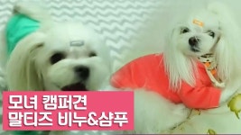 모녀 캠퍼견, 말티즈 비누와 샴푸 [여자친구! 강아지를 부탁해] 3회 - kakaoTV 모녀 캠퍼견, 말티즈 비누와 샴푸 [여자친구! 강아지를 부탁해] 3회