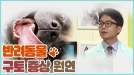 반려동물 구토 증상과 원인 [쳇 닥터스 시즌2] 8회 - kakaoTV 반려동물 구토 증상과 원인 [쳇 닥터스 시즌2] 8회
