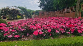 백만송이 장미원 등 부천 8경 선정…관광객 유치 활성화 | 연합뉴스