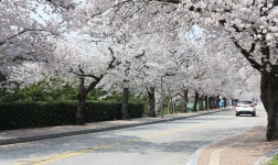 정읍시, 눈꽃처럼 화사한 벚꽃로 명성 유지 나서다 | 연합뉴스