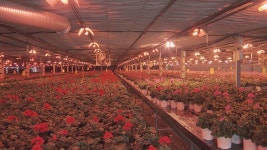 봄철 일조량 부족 보광재배로 극복…수량·품질 향상 | 연합뉴스