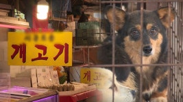 개 식용 금지 특별법 연내 추진…반발도 여전 | 연합뉴스