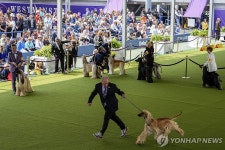 세계 최고의 개는?…美 웨스트민스터 켄넬클럽 도그쇼 | 연합뉴스
