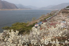 [봄꽃기행] 매화 지면 벚꽃 활짝…양산 원동마을 | 연합뉴스