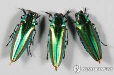 <비아그라 곤충 비단벌레 문화재된다> | 연합뉴스