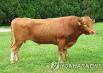 <기축년 띠풀이..근면ㆍ우직ㆍ유유자적> | 연합뉴스