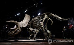 길이만 7ｍ…세계 최대 트리케라톱스 화석 90억원에 낙찰 | 연합뉴스