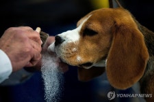 세계 최고의 개는?…美 웨스트민스터 켄넬클럽 도그쇼 | 연합뉴스