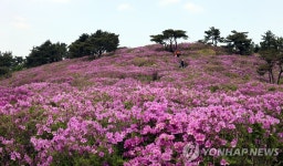 장흥 제암산 30만평 철쭉평원서 5월 3일 철쭉제 | 연합뉴스