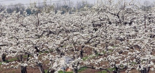 <카메라뉴스> 평택 흰색 배꽃 활짝 | 연합뉴스