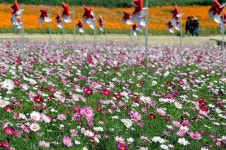고향 길목에서 만나는 가을…삼척 코스모스 축제 | 연합뉴스