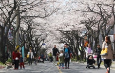 사랑벚꽃·낭만벚꽃 제주왕벚꽃축제 내달 1일 개막 | 연합뉴스