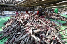 노랗게 잘 익은 대관령 황태 | 연합뉴스