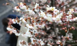 제주 봄이 오다 | 연합뉴스