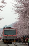 벚꽃 천지 진해 경화역 | 연합뉴스
