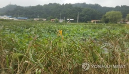 연꽃 줄고 잡풀 무성…상주 공검지 명성 잃어 | 연합뉴스