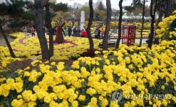 노란 국화꽃 핀 익산 중앙체육공원 | 연합뉴스