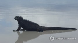해변 어슬렁거리는 갈라파고스 바다 이구아나 | 연합뉴스