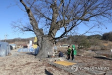 서낭나무와 동심…400년 전통 제천 오티별신제 | 연합뉴스
