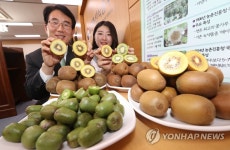 다양한 국산 참다래 | 연합뉴스