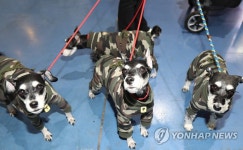 위장복 입은 슈나우저 사남매 | 연합뉴스