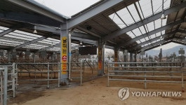 전국가축시장 임시 휴장 | 연합뉴스