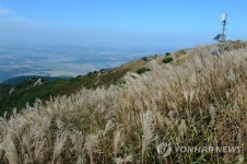 오서산 은빛 억새 물결 | 연합뉴스
