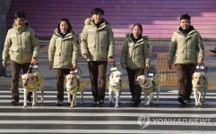 예비 안내견들의 횡단보도 건너기 | 연합뉴스
