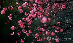 광주·전남 4∼5일 비 소식…남해안 최고 70㎜ | 연합뉴스