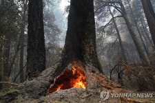 캘리포니아 대형 산불 버텨낸 미국삼나무 | 연합뉴스