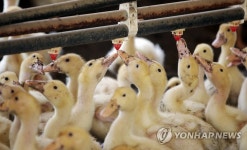 아기 오리의 힘든 여름나기…폭염에 가금류 농장 비상 | 연합뉴스