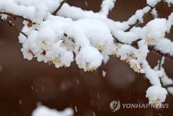 '봄 시샘 3월 폭설' 강원 향로봉 75…곳곳서 '쾅쾅' 눈길 추돌(종합) | 연합뉴스