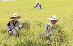 '가을을 그리는 농부'…수확으로 분주한 농가 | 연합뉴스
