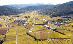 경남 의령군 황금빛 가을 들녘 | 연합뉴스