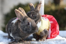 계묘년 주인공은 나…남양주 동무물체험농장 토끼들 | 연합뉴스