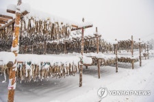 눈 덮인 황태덕장 | 연합뉴스