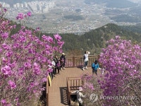 진달래로 물든 산 | 연합뉴스