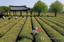 보성 녹차밭에서 햇차 수확 | 연합뉴스