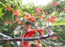 함양산 체리 수확 | 연합뉴스
