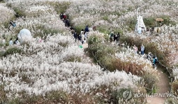 억새로 가득한 하늘공원 | 연합뉴스