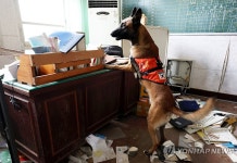 실종자 수색 훈련하는 특수목적견 | 연합뉴스