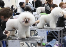 내가 제일 멋쟁이!…2025 서울 FCI 국제 도그쇼 애견 미용 콘테스트 | 연합뉴스