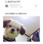 어서오개 > 유머게시판 | 퀘이사존 QUASARZONE 어서오개
