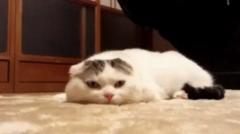 나는 지금 아무 생각이 없다 > 유머게시판 | 퀘이사존 QUASARZONE 나는 지금 아무 생각이 없다
