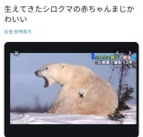 엄마곰 품속에 숨은 아기곰 > 유머게시판 | 퀘이사존 QUASARZONE 엄마곰 품속에 숨은 아기곰