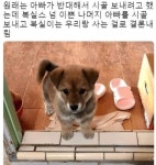 아빠 : 우리 집에선 절대 못 키우니까 시골에 갖다줘버려! > 유머게시판 | 퀘이사존 QUASARZONE 아빠 : 우리 집에선 절대 못 키우니까 시골에... 