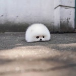 귀여운 강아지 > 유머게시판 | 퀘이사존 QUASARZONE ﻿귀여운 강아지
